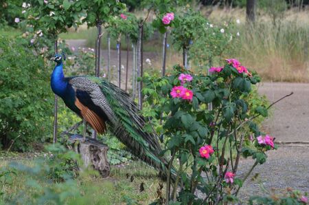 Rosengarten auf der Pfaueninsel