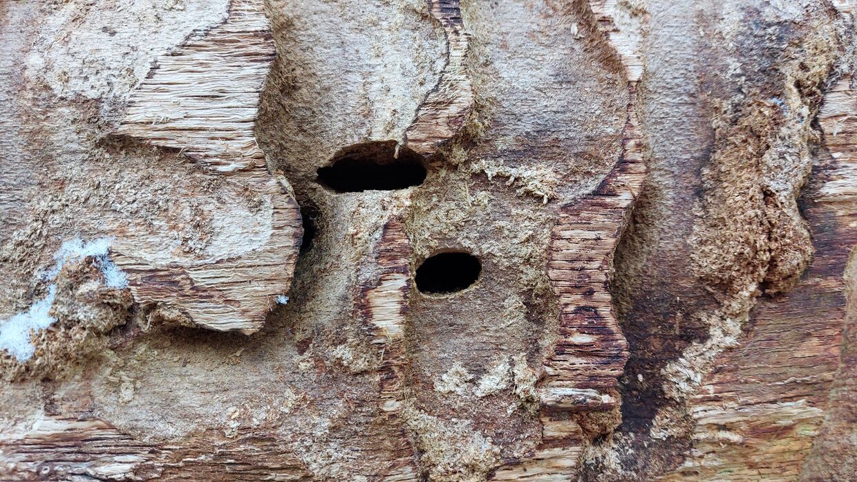 Jahresthema Klimawandel – Wie dramatisch sind die Folgen? 
