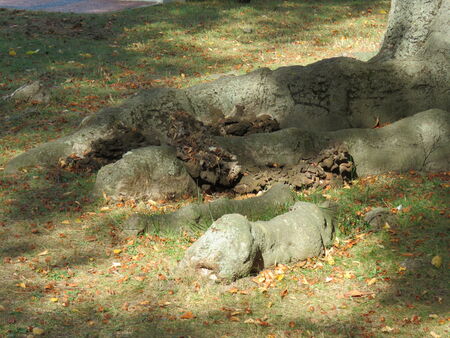 Wurzelbereich der zu fällenden Blutbuche im Park Sanssouci