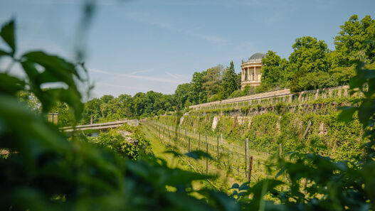 Park Sanssouci, Weinberg unterhalb des Belvedere am Klausberg, im Hintergrund das Belvedere