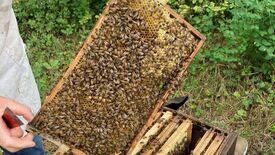 Segensreich und Bienenfleiß