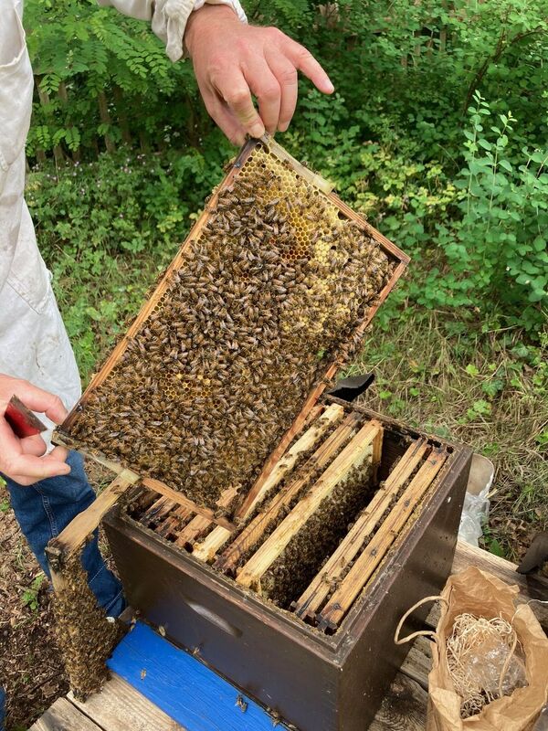 Imker entnimmt ein Wabenrähmchen aus einem geöffneten Bienenstock; darauf sitzen dicht gedrängt Honigbienen