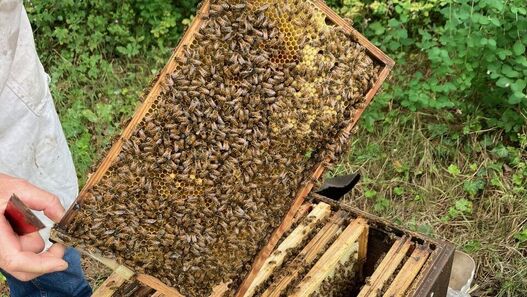 Imker entnimmt ein Wabenrähmchen aus einem geöffneten Bienenstock; darauf sitzen dicht gedrängt Honigbienen