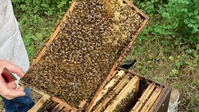 Segensreich und Bienenfleiß