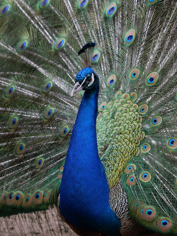 Radschlagender Pfau
