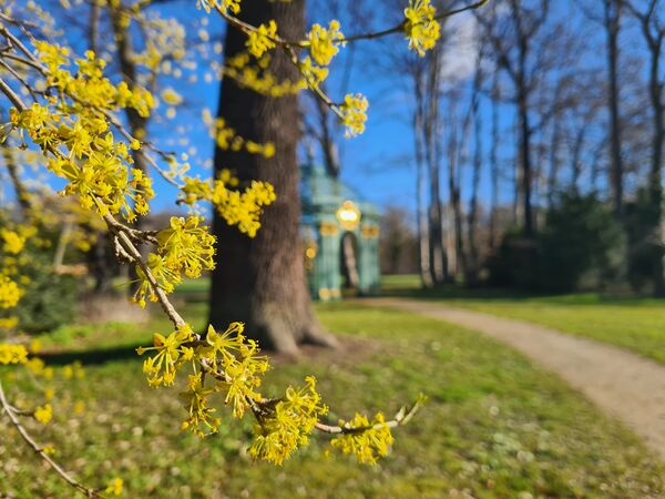 Frühling im Park Sanssouci
