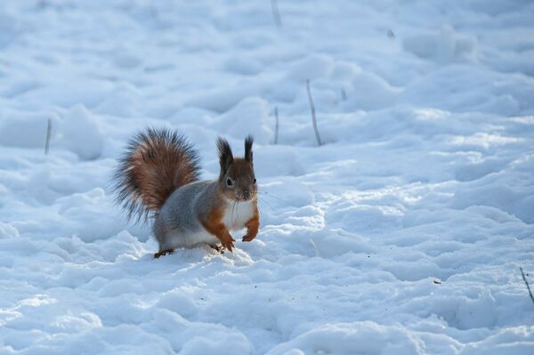 Eichhörnchen im Schnee