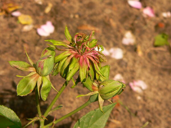 Rose Viridiflora