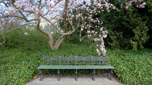 Magnolienblüte im Schlossgarten Glienicke