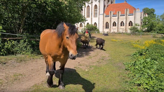 Mirko Wunderlich schiebt vor der vor der Meierei auf der Pfaueninsel eine Schubkarre mit Heu und Stroh, vor im das Pferd Max und ein Pony