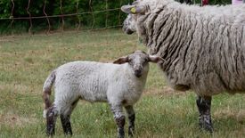 Familiennachmittag rund um das Jagdschloss Stern