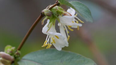 „Es wird durchgeblüht“