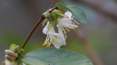 „Es wird durchgeblüht“