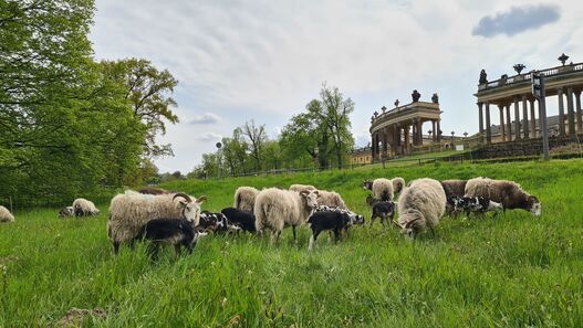 Schafe in Sanssouci