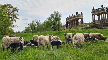 Schafe in Sanssouci © SPSG / Nicole Koppe Schafpatenschaft