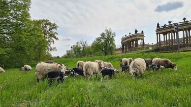 Flauschige Garten­helfer: Schafe auf den Wiesen im Park Sanssouci