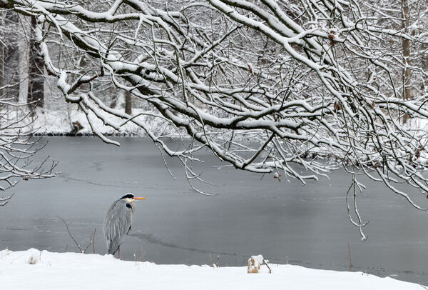 Schlossgarten Charlottenburg, winterlich-verschneite Parkimpression mit Graureiher am See