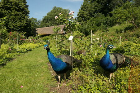 Ergänzungsrosengarten auf der Pfaueninsel