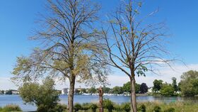 Historische Gärten im Klimawandel