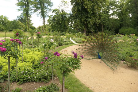 Rosengarten auf der Pfaueninsel