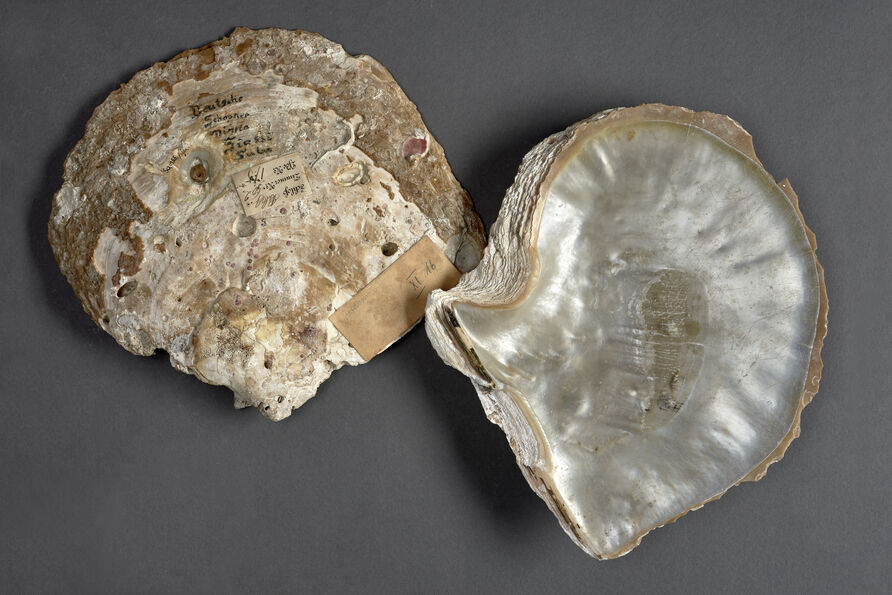 Zwei Muschelhälften als Zeugnis deutscher Geschichte
