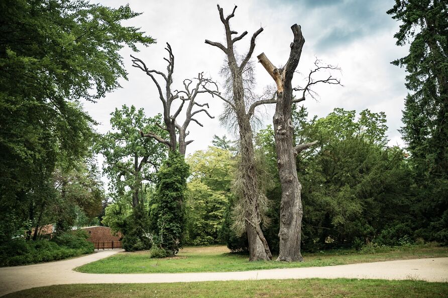 „Baumruine“: Ein toter Bauum an einem Weg, dahinter ein weiterer toter Baum mit Efeu bewachsen, rechts und links belaubte Bäume