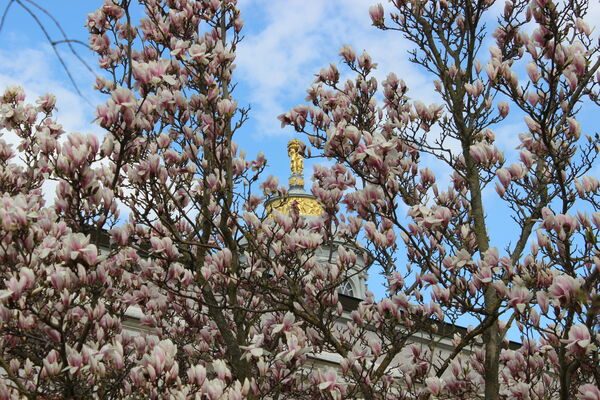 Magnolien im Neuen Garten am Marmorpalais