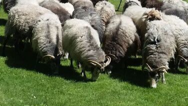 Königinnen der Wiesen. Die Schafe im Schlossgarten Charlottenburg