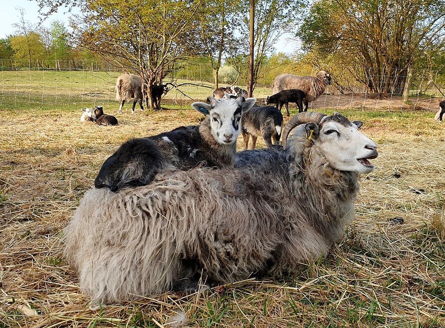 Guteschaf mit Lämmchen