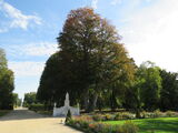 Lennés Blutbuche, die letzte von vier im Parterre an der Großen Fontäne südlich des Schlosses Sanssouci in Potsdam