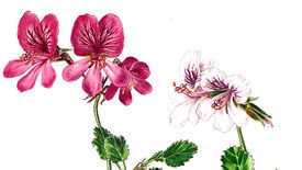 Blüten und Düfte der Pelargonien 2014