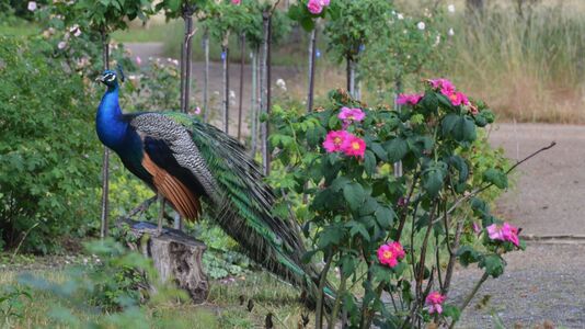 Rosenblüte auf der Pfaueninsel
