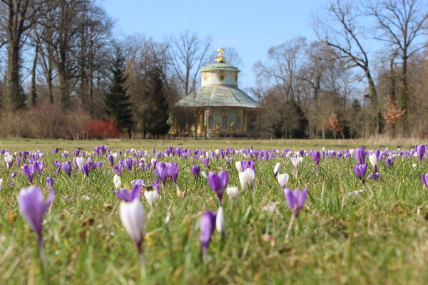 Frühling im Park Sanssouci