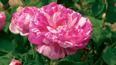 Historische Rosenblüte in den Parks und Gärten