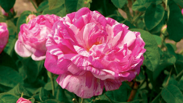Historische Rosenblüte in den Parks und Gärten