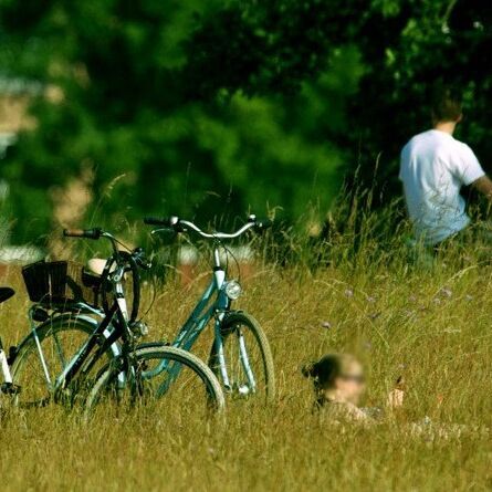 Im Neuen Garten im Sommer, j2 Menschen fahren Fahrrad, im Vordergrund liegen 2 Frauen in Badekleidung auf der Langgraswiese, neben sich 2 Fahräder