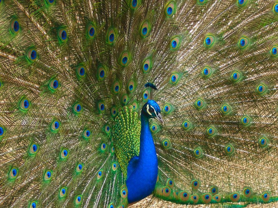 Pfau auf der Pfaueninsel