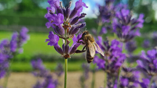 Blühwiese im Park Sanssouci, Biene auf Lavendelblüte