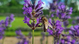Es gibt immer genug Pollen und Nektar – Bienenweiden im Park Sanssouci