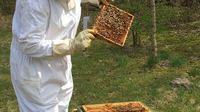 Weltbienentag im Jagdschloss Grunewald