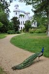 Blick auf das Schloss auf der Pfaueninsel mit Pfau im Vordergrund