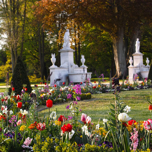 Frühjahrsbepflanzung im Park Sanssouci, im Vordergrund Tulpen, im Hintergrund weiße Skulpturen