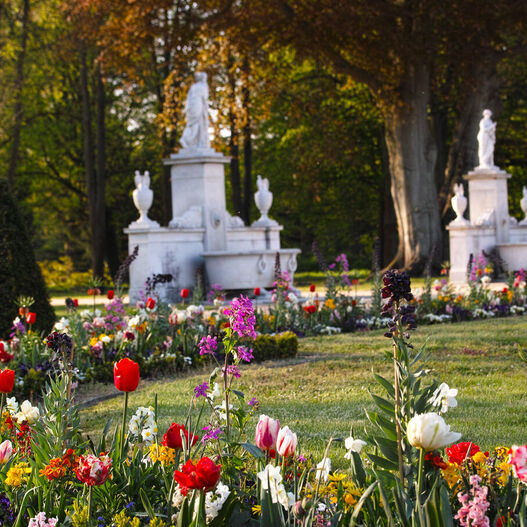 Frühjahrsbepflanzung im Park Sanssouci, im Vordergrund Tulpen, im Hintergrund weiße Skulpturen