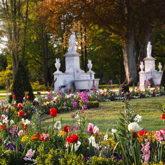 Frühjahrsbepflanzung im Park Sanssouci, im Vordergrund Tulpen, im Hintergrund weiße Skulpturen