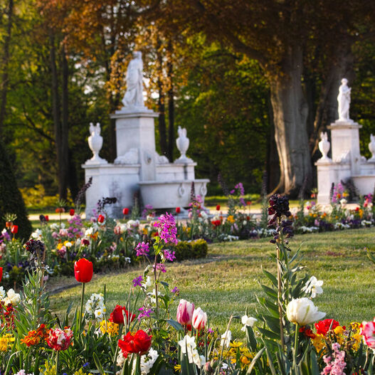 Frühjahrsbepflanzung im Park Sanssouci, im Vordergrund Tulpen, im Hintergrund weiße Skulpturen