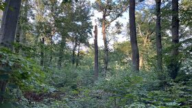 Gartenpraxis und Klima: Der Klimawandel im Park Sanssouci und die Handlungsstrategien