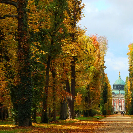 #ParkIsArt – Hauptallee im Park Sanssouci im Herbst: Blick auf das Neue Palais