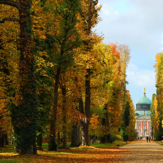 #ParkIsArt – Hauptallee im Park Sanssouci im Herbst: Blick auf das Neue Palais