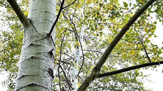 Zitter-Pappel (Populus tremula)