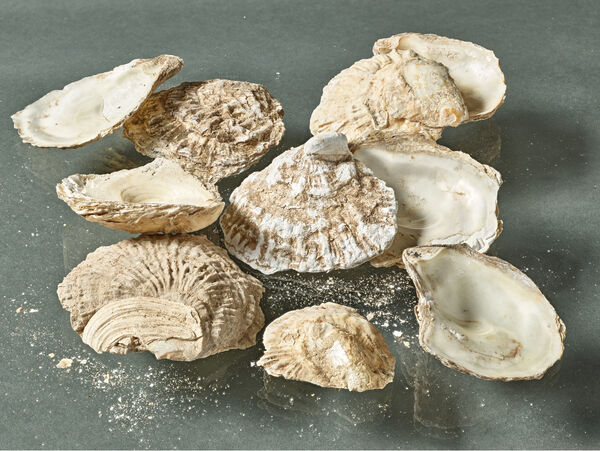 Austernschalen, die in den 1990er Jahren aus dem Wassergraben um das Schloss Rheinsberg geborgen wurden. Sie stammen vermutlich aus dem Abfall der Hofküche. © SPSG / Jonas Walter Austernschalen, die in den 1990er Jahren aus dem Wassergraben um das Schloss Rheinsberg geborgen wurden. Sie stammen vermutlich aus dem Abfall der Hofküche.